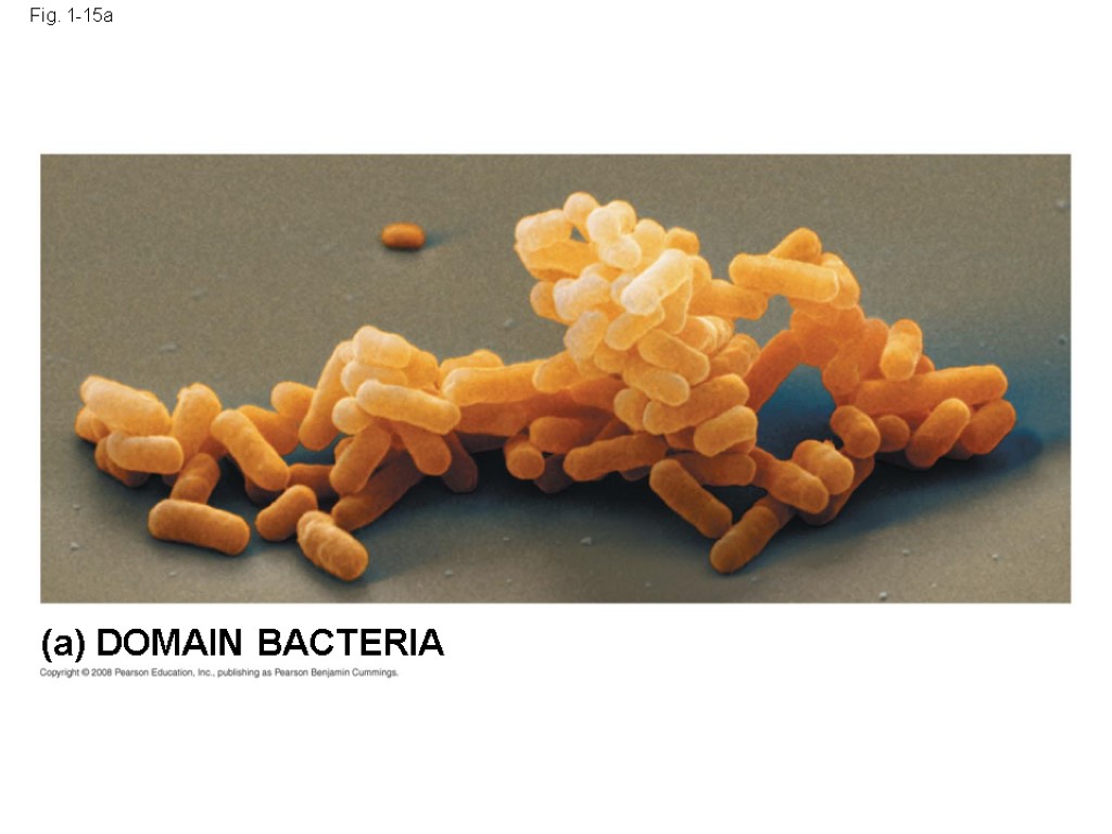 Fig. 1-15a (a) DOMAIN BACTERIA